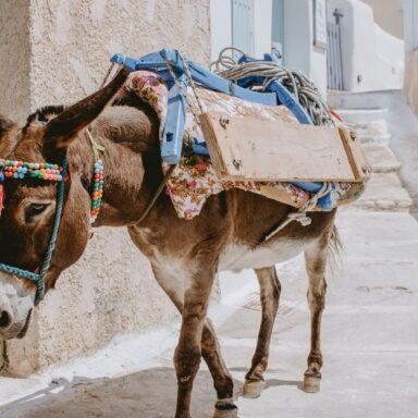 Santorini – perla Grécka 011